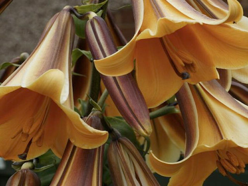 Lily African Queen homegrown tubers