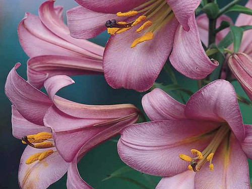Lilium pink perfection close up