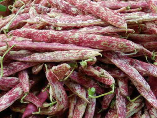 Borlotto Lingua di Fuoco Runner Beans
