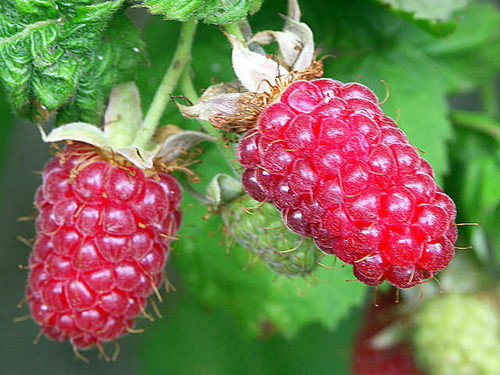 A couple of loganberries growing