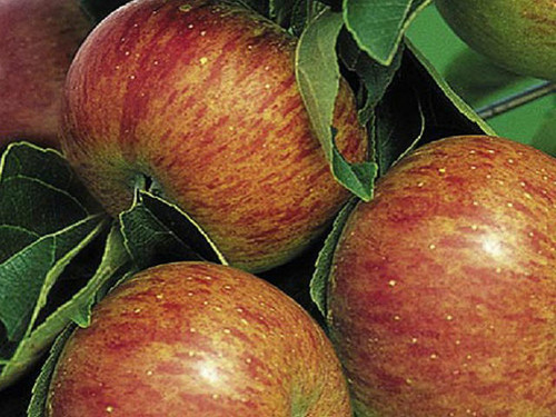 Lord Lambourne sweet tasting red apples