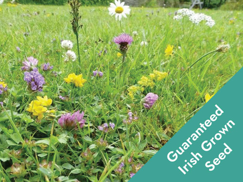 low growing native irish wildflower mix