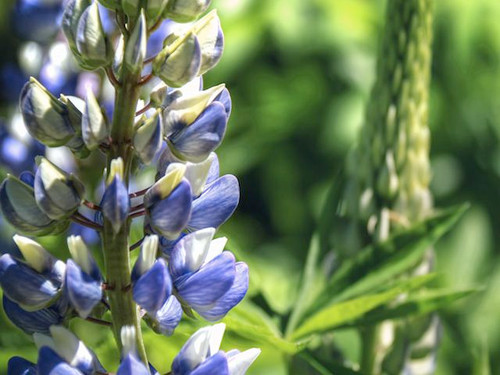 blue lupin plants for sale online
