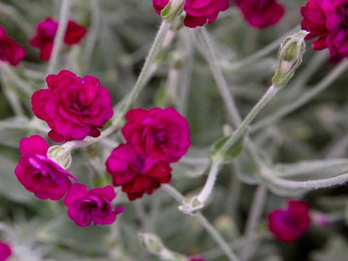 lycchnis-coronaria-gardeners-world plants mail order