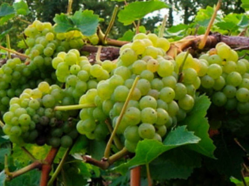 madeline angevine grape vines