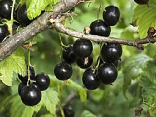 Malling Jet late cropping variety of blackcurrant