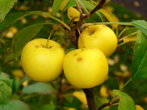 Crab Apple Tree