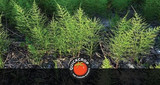 Mare's Tail and Ways to Control it Organically