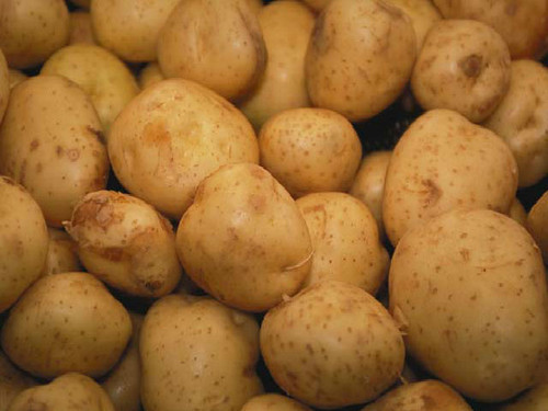 baby maris peer potatoes from summer planting