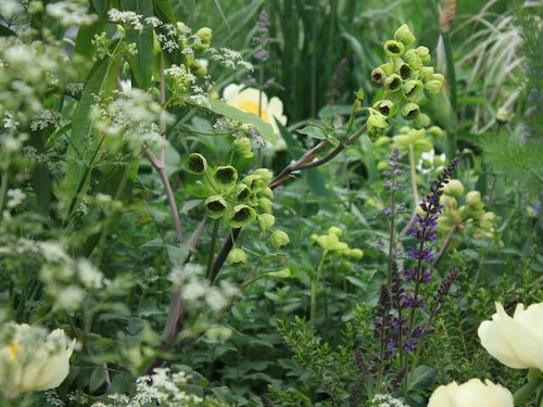 Green Dream variety of Mathiasella Bupleuroides