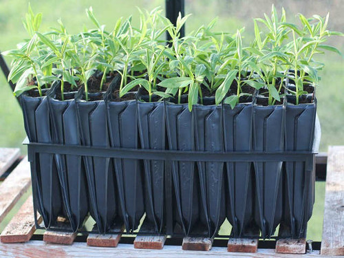 maxi rootrainers for seedling propagation and root training