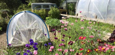 Raised bed mini polytunnels and cloche covers