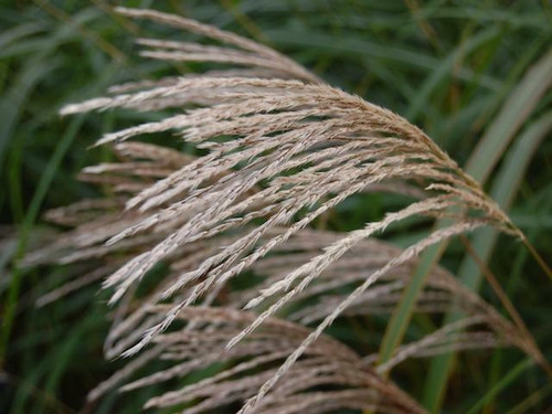 Mistacanthus Silberfeder
