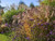 Mistacanthus Silberfeder
