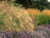 5 pack pick and mix decorative grasses.