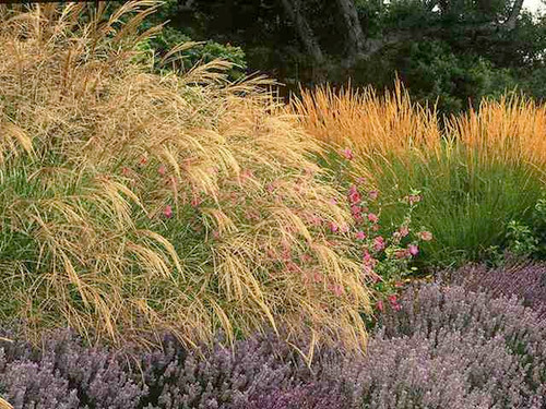 5 pack pick and mix decorative grasses.
