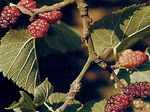 Mulberry bush bare root fruit bush plants