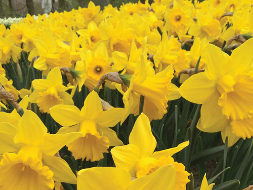 Narcissus 'Dutch Master' flower bulbs
