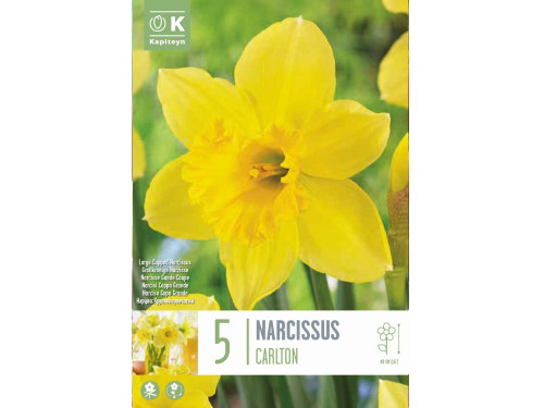 Carlton large cupped narcissus flower bulbs
