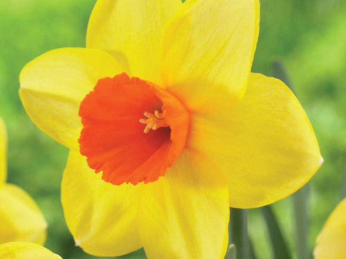 Narcissus Large Cupped 'Red Devon' daffodil bulbs