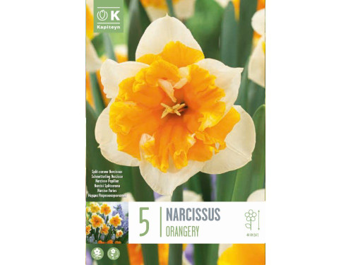 Narcissus Split Corona Orangery Bulbs from Kapiteyn