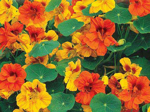 nasturtium beneficial companion plant