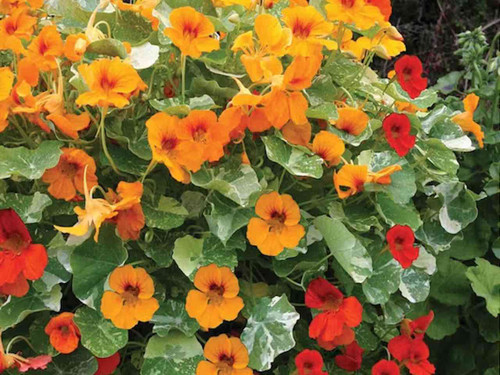 Tom thumb Mix of Nasturtium Seeds