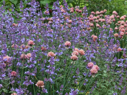 Walker's Low is a great variety of Nepeta Faassenii
