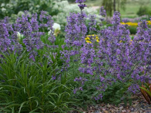 Nepeta nervosa (Catmint) 'Blue Carpet' plants for sale online