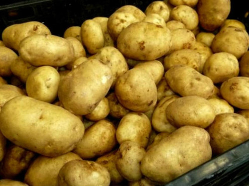 Nicola seed potatoes