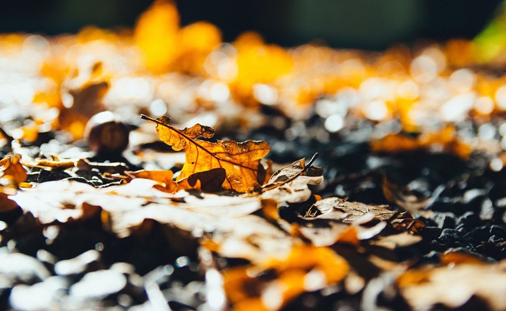 Fallen oak leaves caught by autumn sunlight