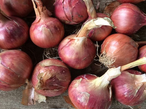 Red onion rosanna spring planted onion sets