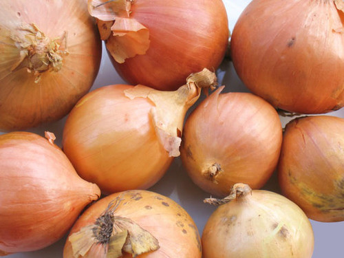 Sturon maincrop onion sets are ideal for overwintering