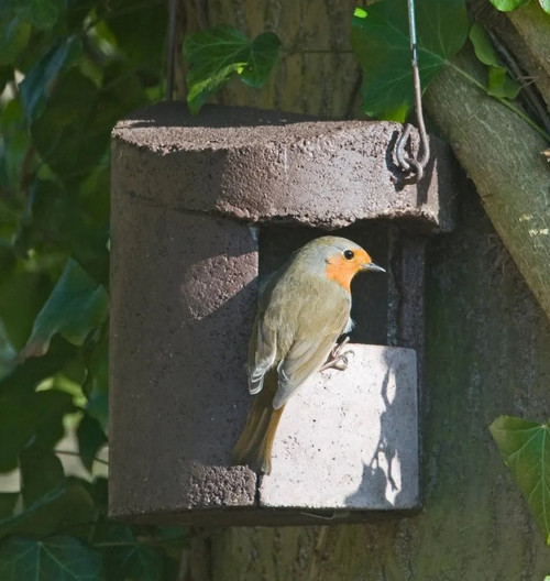 Small bird using the Schwegler open fronted nest box 2H