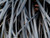 Ophiopogon planiscapus ‘Nigrescens’