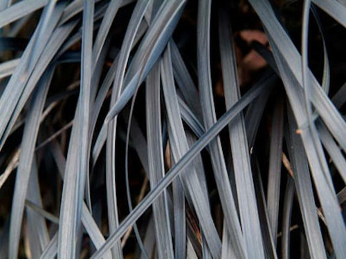 Ophiopogon planiscapus ‘Nigrescens’