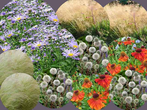 Orange pop wildlife friendly perennial plant pack