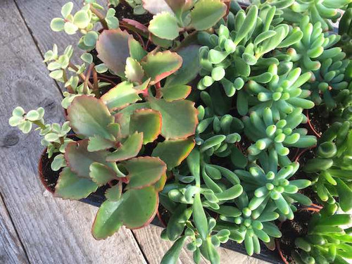 Ornamental succulent house plant packs 18 plants