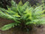 Osmunda regalis ‘Purpurascens’ (Royal fern) 2