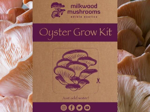 Oyster Mushroom Grow Kit
