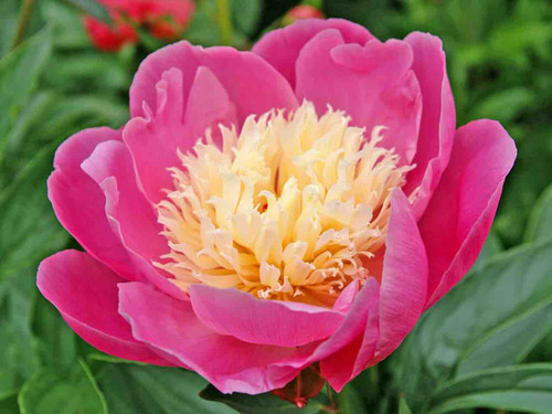 Japanese Peony -  Bowl of Beauty