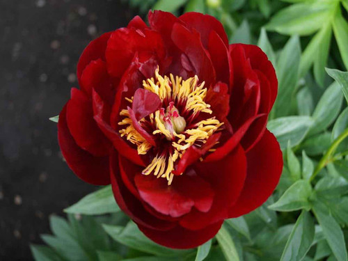 Chinese Peony - 'Buckeye Belle'