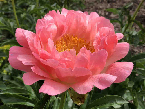 Paeonia Coral Sunset
