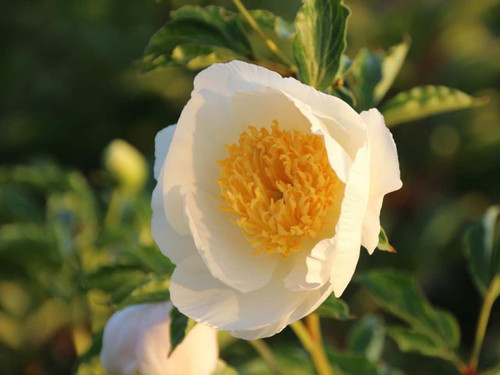 Chinese Peony -  'Jan Van Leeuwen'