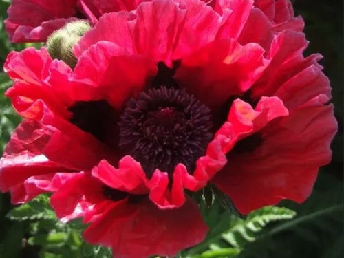 Papaver 'Beauty of Livermere' 1