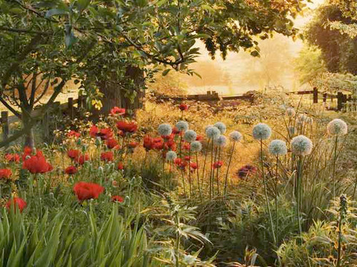 Bee Friendly Perennial Plants - 12 Pack Pick & MIx