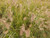 Pennisetum alopecuroides