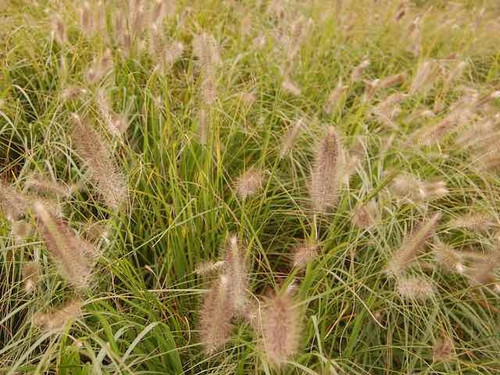 Pennisetum alopecuroides