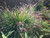 Pennisetum alopecuroides
