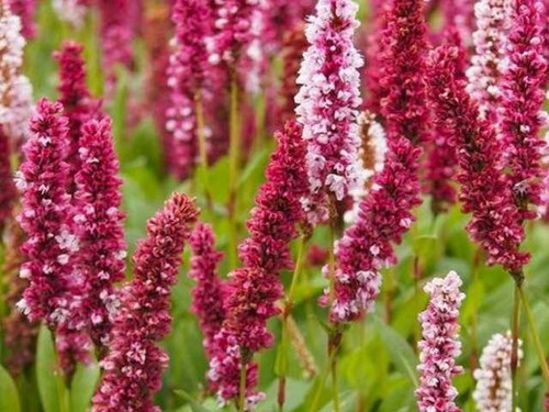 persicaria-af.-darjeeling-red prairie style plant